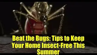 Beat the Bugs: Tips to Keep Your Home Insect-Free This Summer