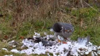 havik vs buizerd