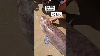 Ikan Sidat Raksasa 40 Kilo