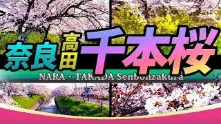 【奈良・高田千本桜】奈良を代表する桜の名所!!  川の両岸2.5kmにも及ぶ、約1200本の桜並木!!｜NARA TAKADA Senbonzakura Tourism