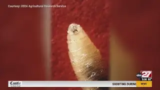 Flesh-eating parasite found in U.S. not too far from the Midstate