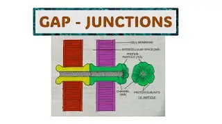 20. GAP JUNCTIONS / SEM II / PAPER II