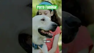 Labrador Retriever: el perro familiar perfecto ❤️🐶 #pets #labradorretriever #perros