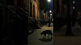 Night Cat Wanderer