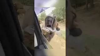 funny farm animals 😂😂 #funny #funnyanimal #funnydog #funnymoments #funnyshorts #funnyvideo #explore