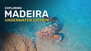 Exploring Madeira: Underwater Edition