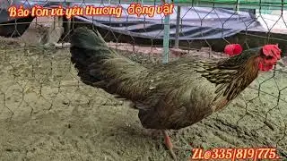 25/12.top6 mái hàng vip ae xem hợp lh.