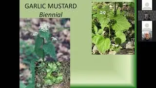 How to identify and control invasive plants in your woodland