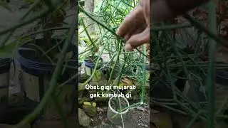 #tanamanherbal #obattradisional