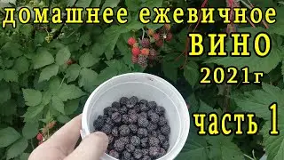 домашнее ежевичное вино  часть1 дрожжи лалвин