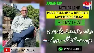 PALE FELLOWS & RED EYES LOVEBIRDS BIRDS CHICKS SURVIVAL ?? DISCUSSION WITH JOHAN KIP (NETHERLAND)