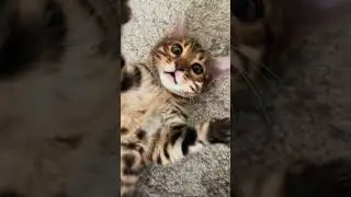 Baby tiger waking up