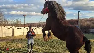 НАШ МОЛОДНЯК🔥🔥🔥/Далі буде..💪🏻/КоніВаговозиУкраїна 🇺🇦🇺🇦🇺🇦