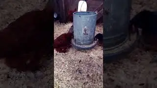 Winter-Proofing the Coop: Tips for Happy, Well-Fed Chickens ❄️🍗