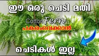 Cotton Candy Fern/Low LIght Hanging plant/ COTTON CANDY FERN/indoor plant/Malayalam/poppy happy vlog