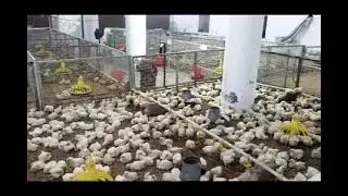 Chicks in semi control shed
