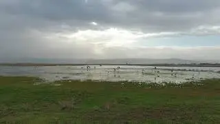 Ammiq Wetland