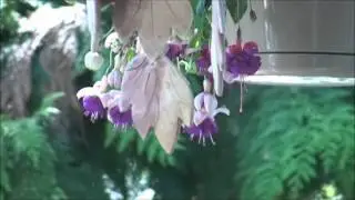 WLMM Video 29 970 fps progressive 1920x1080x24 WMV9 Audio 48KHz 16 Bit Stereo WMA9 2