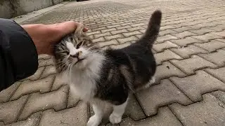 В итоге мы подружились с котом, который поначалу неохотно к нам подходил.