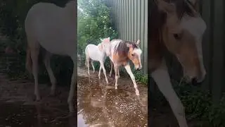 🌧️ a lot of water fell last night #horses #paddockparadise #younghorse