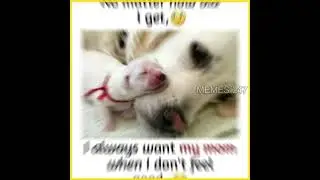 Funny Memes That Will Make You Laugh (#632)| Relatable Memes | Funny Picture Memes😃 #shorts