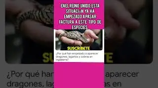 &iquest;Por qu&eacute;  ABANDONAN REPTILES  en INGLATERRA?PASARA EN  ESPA&Ntilde;A IGUAL NUEVA LEY?#shorts