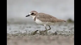 Siberian Sand Plover