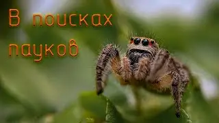 В поисках пауков (2020) часть 1