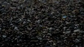 Rain Sounds : 9 hour long Raining 