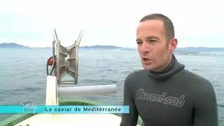 Pêche aux oursins, le caviar de Méditerranée ! Reportage