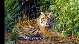 Kerinci Seblat National Park