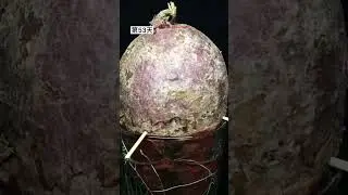 Java Potato routing growth.#shorts @Boxlapse @AmazingTubeTimeLapse
