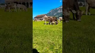 Дружелюбная корова &mdash; Фермы в Швейцарии 🇨🇭 #швейцарскиеальпы #ферма #сельская местность #шорты