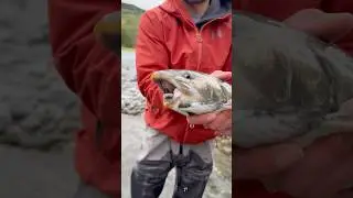 This is why you should use barbless hooks! #fishing #alaska #troutfishing #fishinggear #shorts
