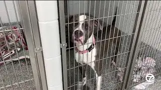 Metro Detroit shelters struggle due to increased pet surrenders