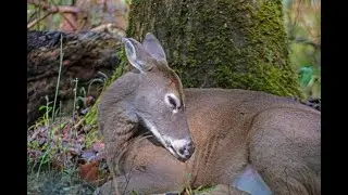 Do Deer sleep in one place? #shorts