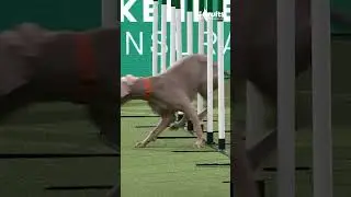 Ever seen a Weimaraner doing agility?