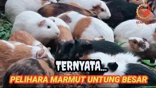 IT TURNS OUT THAT BREEDING GUINEA MOTS IS HUGELY PROFITABLE