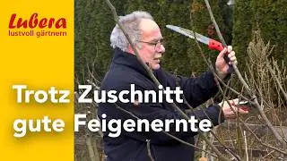 Feigenbaum schneiden: So h&auml;lt man Feigenb&auml;ume klein und hat trotzdem eine gute Ernte