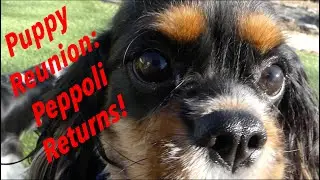 Puppy Reunion: Peppoli Returns!