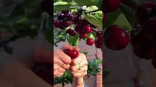 Cherry Farming in the USA Secrets to a Bountiful Harvest #shorts #farming #USAFarming #CherryHarvest