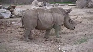 Study animals monkey, rhinoceros, donkey, giraffe   Animal Sounds 60