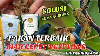 PAKAN TERBAIK MURAI BATU AGAR CEPAT NGEPLONG #GACOR