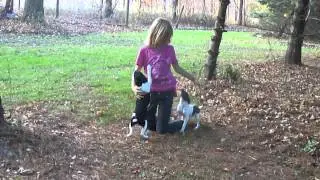 Ratitatt Lindsey playing with BooBoo and Eagle 12 weeks.wmv
