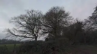 Watching the Trees on a Windy Morning at Shotover Woods Oxford