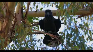 Female raven calls - (Teresa)