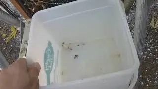 The importance of thinning out your plants. My bug spray is amazing!