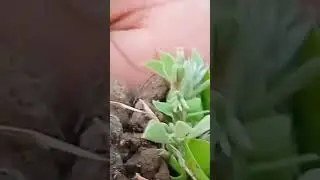 #trending #viral #song #mrbeast #animals #food #plants 🌳🌳