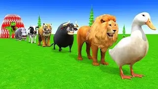 Long Slide Animal games videos ll elephant Fish COW GORILLA Videos Cartoon Videos youtube cartoon 