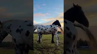 Unusual grooming of horses #liberty #кони #equestrian #лошади #education #libertyhorsemanship